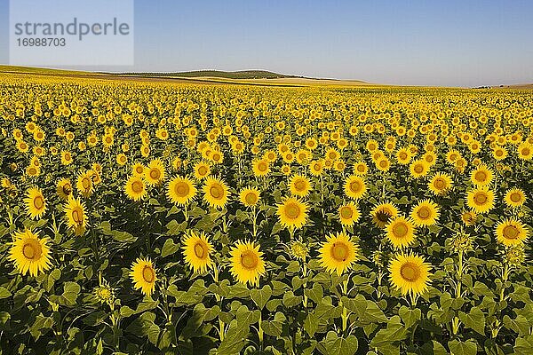 Sonnenblumenanbau (Helianthus annuus)  Luftbild  Drohnenaufnahme  Provinz Córdoba  Andalusien  Spanien  Europa