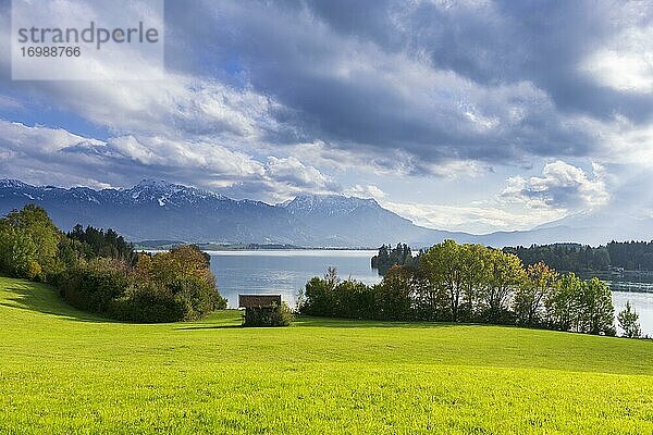 Forggensee  Allgäuer Alpen  bei Füssen  Ostallgäu  Allgäu  Oberbayern  Bayern  Deutschland  Europa