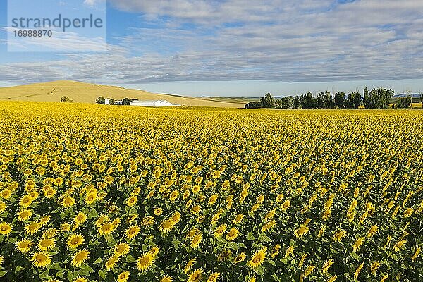 Sonnenblumenanbau (Helianthus annuus) und Bauernhaus  Luftbild  Drohnenaufnahme  Provinz Córdoba  Andalusien  Spanien  Europa