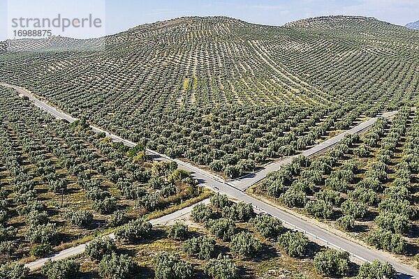 Olivenbäume (Olea europaea) und Kreuzungen  Drohnenaufnahme  Provinz Córdoba  Andalusien  Spanien  Europa