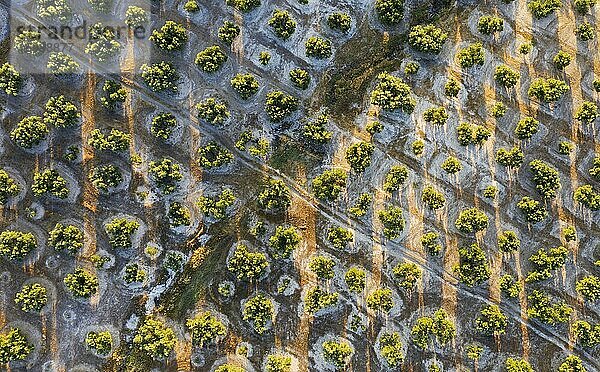 Kultivierte Olivenbäume (Olea europaea)  Luftbild  Drohnenaufnahme  Provinz Córdoba  Andalusien  Spanien  Europa