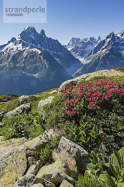 Almrosen am Berghang  Blick auf Grand Balcon Nord mit Gletschertal Mer de Glace  Aiguille Verte  Grandes Jorasses  Mont-Blanc-Massiv  Chamonix-Mont-Blanc  Haute-Savoie  Frankreich  Europa