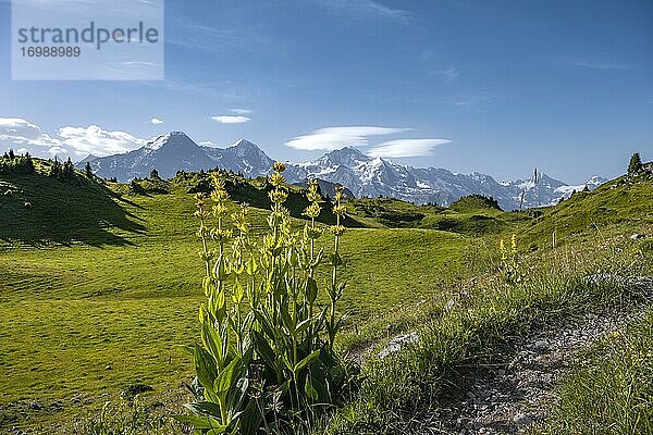 Gelber Enzian  Schynige Platte  hinten Berggipfel  Jungfrauregion  Grindelwald  Kanton Bern  Schweiz  Europa