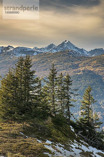 Fichten am Padauner Kogl  dahinter der Habicht und die Stubaier Alpen  Padauner Kogl  Gries am Brenner  Tirol  Österreich  Europa