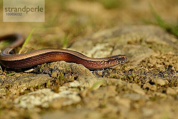 Blindschleiche (Anguis fragilis) kriecht über steinigen Boden  Wilden  Nordrhein-Westfalen  Deutschland  Europa