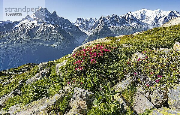 Almrosen am Berghang  Blick auf Grand Balcon Nord mit Gletschertal Mer de Glace  Aiguille Verte  Grandes Jorasses  Mont-Blanc-Massiv  Chamonix-Mont-Blanc  Haute-Savoie  Frankreich  Europa