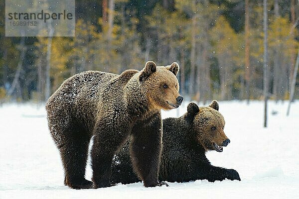 Zwei junge Europäische Braunbären (Ursus arctos) im Schnee  ein Bär liegt  ein Bär steht  Nordfinnland  Finnland  Europa
