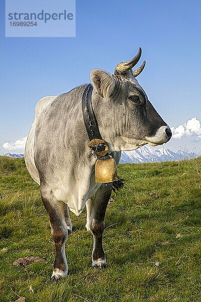 Kuh auf der Alm  Tiroler Grauvieh  Salfeins-Alm  Stubaier Alpen  Tirol  Österreich  Europa
