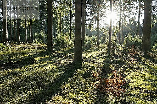 Fichtenwald (Picea abies)  im Gegenlicht mit Sonnenstern  Thüringer Wald  Thüringen  Deutschland  Europa