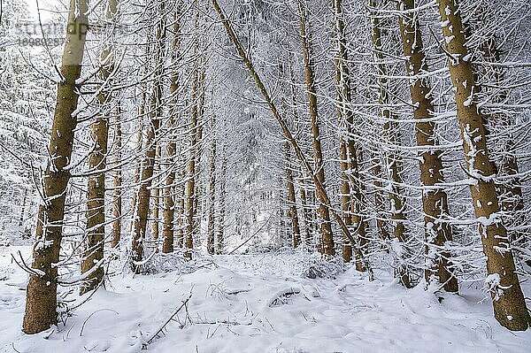 Baumstämme im Schnee  Winterwald  Hessen  Deutschland  Europa