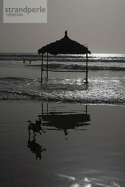 Silhouette glücklich Hund läuft auf sonnigen Ozean Strand  Taghazout  Marokko