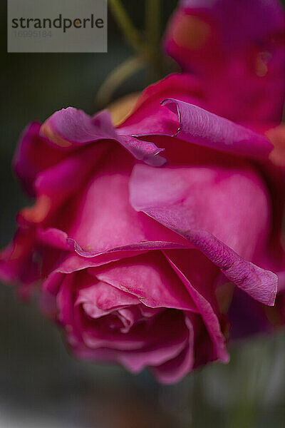 Close up schöne Himbeere rosa Rose