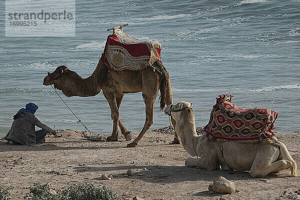 Mann rastet mit Kamelen am Meeresstrand  Taghazout  Marokko