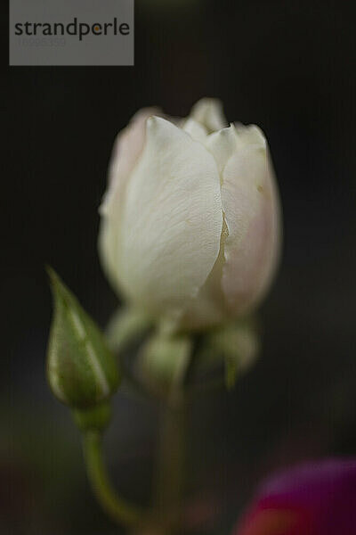 Close up weiß und rosa Rosenknospe