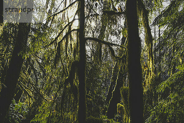 Sonnenlicht durch die Bäume im dichten Wald