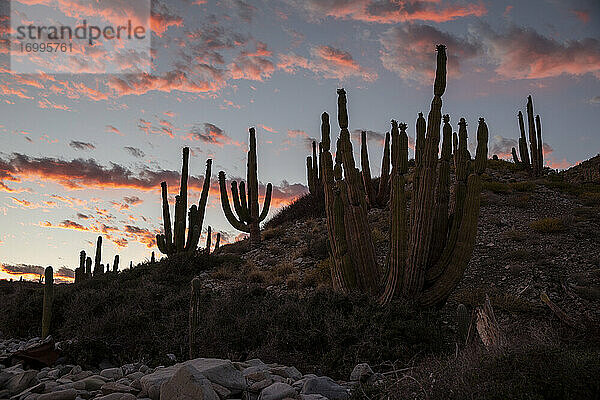 Mexikanischer Riesenkardonkaktus (Pachycereus pringlei)  bei Sonnenuntergang auf der Isla Santa Catalina  Baja California  Mexiko  Nordamerika