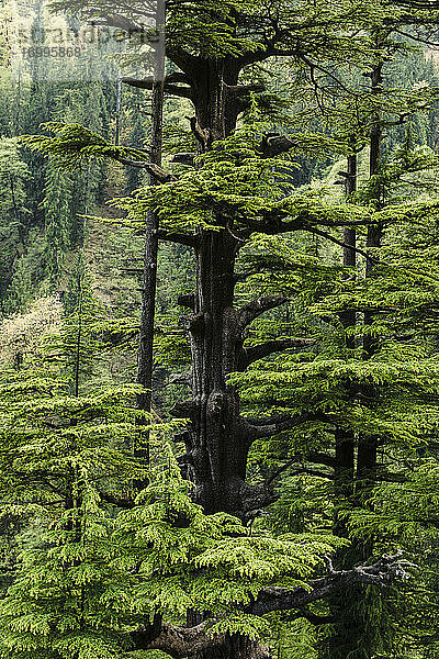 Grüne Waldbäume im Himalaya