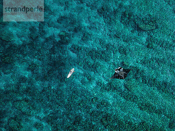 Luftaufnahme eines Mantarochens  der neben einem einsamen Surfer schwimmt
