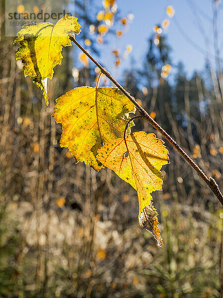 Zweig mit gelben Herbstblättern