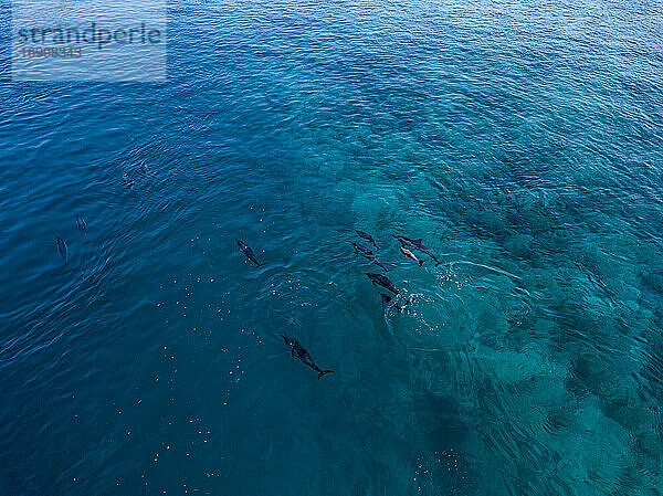 Delphine schwimmen im Meer  Luftaufnahme