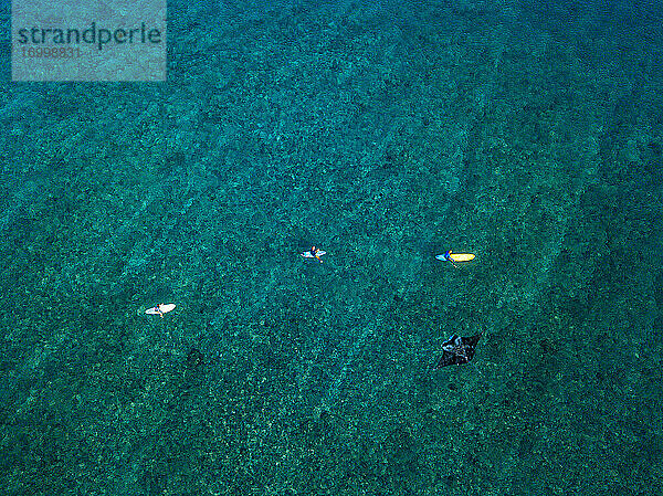 Luftaufnahme eines Mantarochens  der neben einer Gruppe von Surfern schwimmt