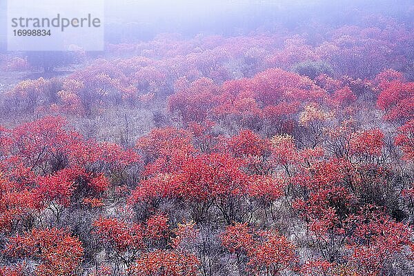 Leuchtend rote Terebinthen (Pistacia terebinthus) im Herbst