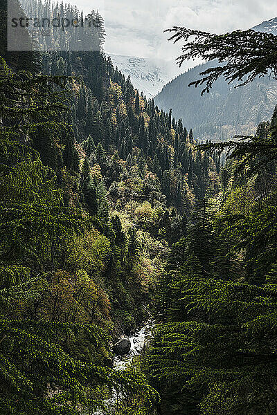 Fluss  der durch ein bewaldetes Tal im Himalaya fließt