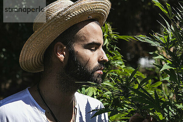 Junger männlicher Bauer riecht an einer Marihuanapflanze auf einem Bauernhof an einem sonnigen Tag