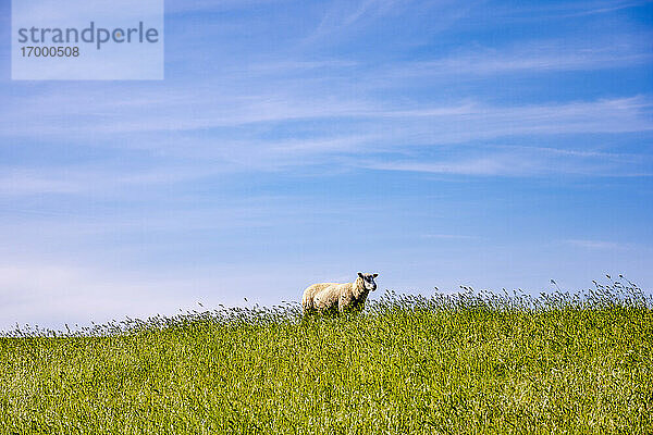 Himmel über einsamen Schafen auf einer grünen Sommerwiese