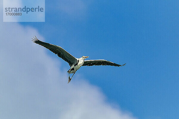 Reiher fliegt am Himmel der Insel Huraa auf den Malediven