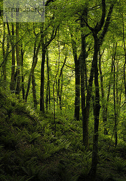 Waldgebiet von Cosheston in Pembrokeshire  Wales  UK