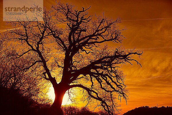 Silhouette eines kahlen Baumes gegen die aufgehende Sonne