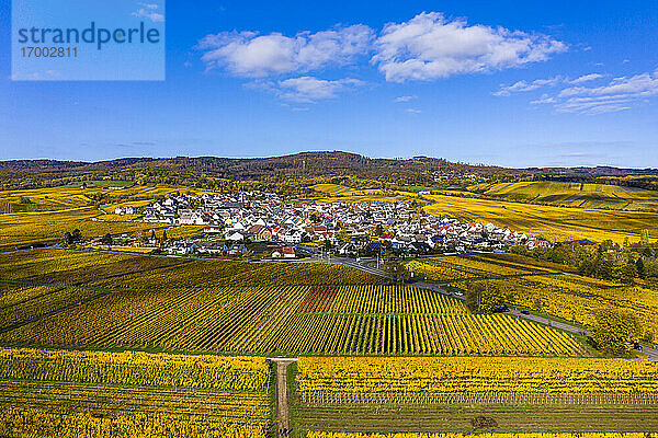 Deutschland  Hessen  Oestrich-Winkel  Blick aus dem Hubschrauber auf eine Stadt auf dem Land  umgeben von gelben Weinbergen im Herbst