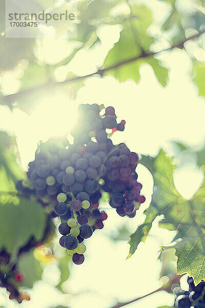 Sonnenlicht beleuchtet reife Weintrauben  die im Freien wachsen