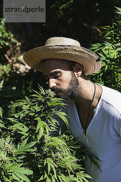 Junger männlicher Bauer riecht an einer Marihuanapflanze an einem sonnigen Tag