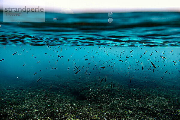 Unterwasseransicht von schwimmenden Fischen im Arabischen Meer