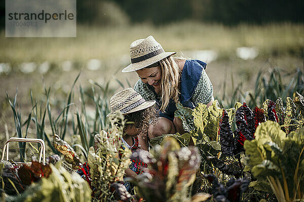 Frau und Mädchen ernten bei der Arbeit auf dem Bauernhof