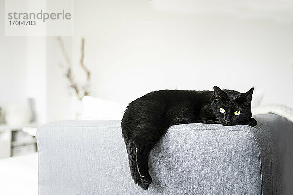 Schwarze Katze  die sich zu Hause auf dem Sofa ausruht