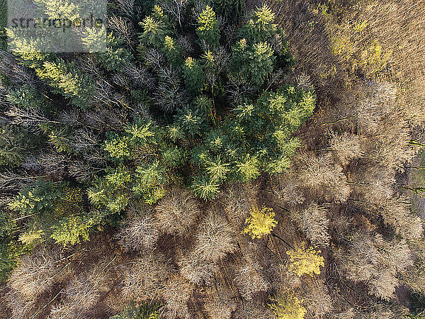 Luftaufnahme eines Mischwaldes im Herbst