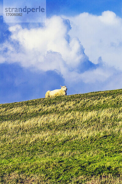 Schaf im Feld liegend