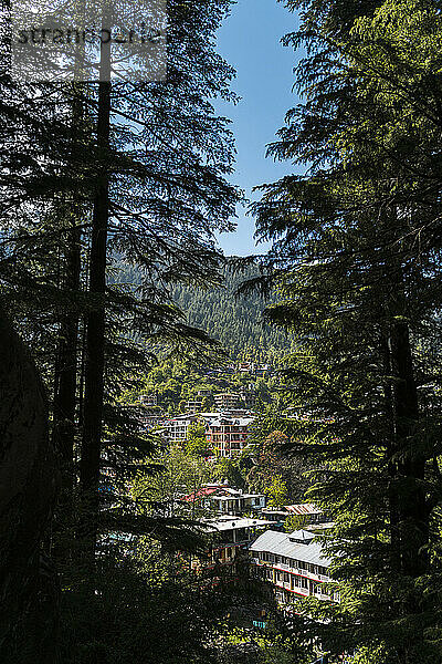 Indien  Himachal Pradesh  Manali  Gebäude und Bäume in Berglandschaft