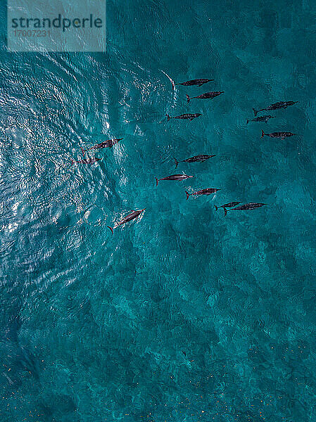 Delphine schwimmen im Meer  Luftaufnahme