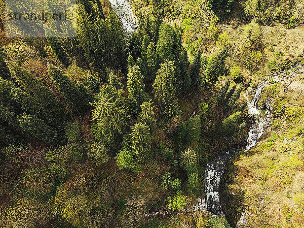 Drohnenansicht eines klaren Baches  der im Herbst durch einen Bergwald fließt