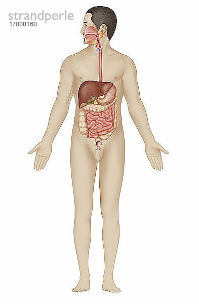 Anatomie des Verdauungssystems bei Erwachsenen  Verdauungssystem des Menschen. Das Verdauungssystem beginnt im Brustkorb mit der Mundhöhle und den Speicheldrüsen sowie der Speiseröhre. Dann geht es im Bauchraum weiter mit der Bauchspeiseröhre  gefolgt vom Magen auf der rechten Seite der Zeichnung  gefolgt vom Zwölffingerdarm. Die Bauchspeicheldrüse erscheint transparent hinter dem Zwölffingerdarm und dem Magen  und links im Bild ist die Leber zu sehen. Unterhalb dieser Organe ist der Dünndarm in der Mitte vom Dickdarm umgeben  der sich aus dem aufsteigenden Dickdarm auf der linken Seite  dem querverlaufenden Dickdarm von links nach rechts und dem absteigenden Dickdarm auf der rechten Seite zusammensetzt und im Enddarm endet.