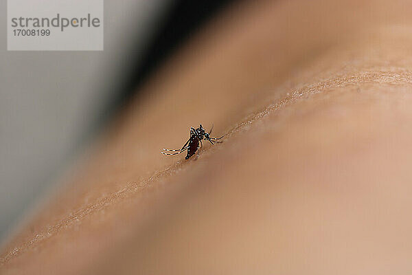 Stich durch eine Aedes-Mücke. Diese Art kann Krankheiten wie Chikungunya  Dengue und Zika übertragen. Kredit: NIAID