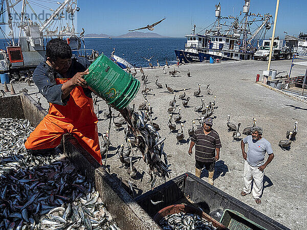 Tagesfang von Sardinen beim Sortieren in einer Fischverarbeitungsanlage in Puerto San Carlos  Baja California Sur  Mexiko  Nordamerika