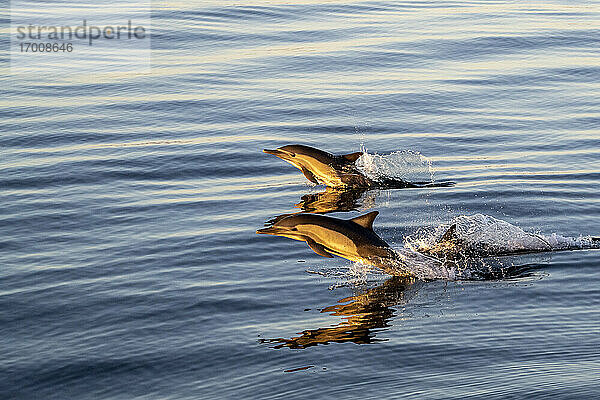 Ausgewachsene Langschnauzen-Delphine (Delphinus capensis) bei Sonnenaufgang vor Isla Ildefonso  Baja California  Mexiko  Nordamerika