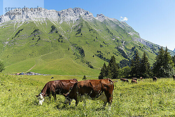 Weidende Kuhgruppe auf einer Wiese an einem sonnigen Tag am Col Des Aravis  Haute-Savoie  Frankreich