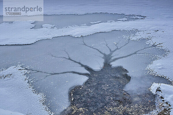 Spiegelung eines kahlen Baumes auf dem Wasser inmitten eines schneebedeckten Landes
