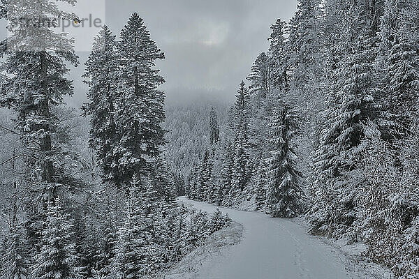 Weg im Wald  umgeben von Bäumen im Winter